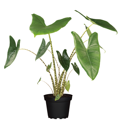 ALOCASIA – PFEILBLATT