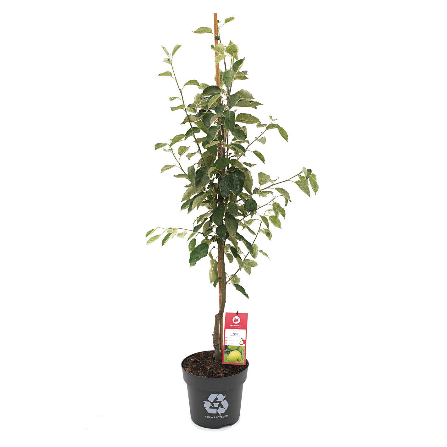 kleiner Apfelbaum