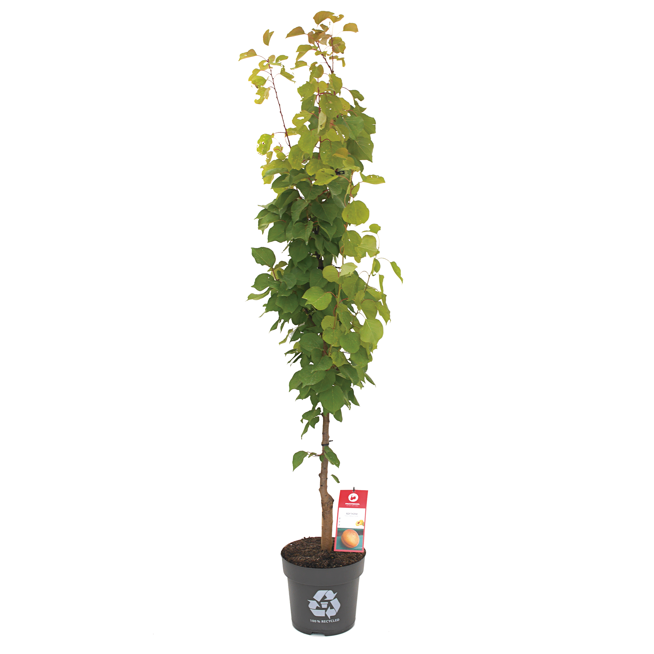kleiner Aprikosenbaum