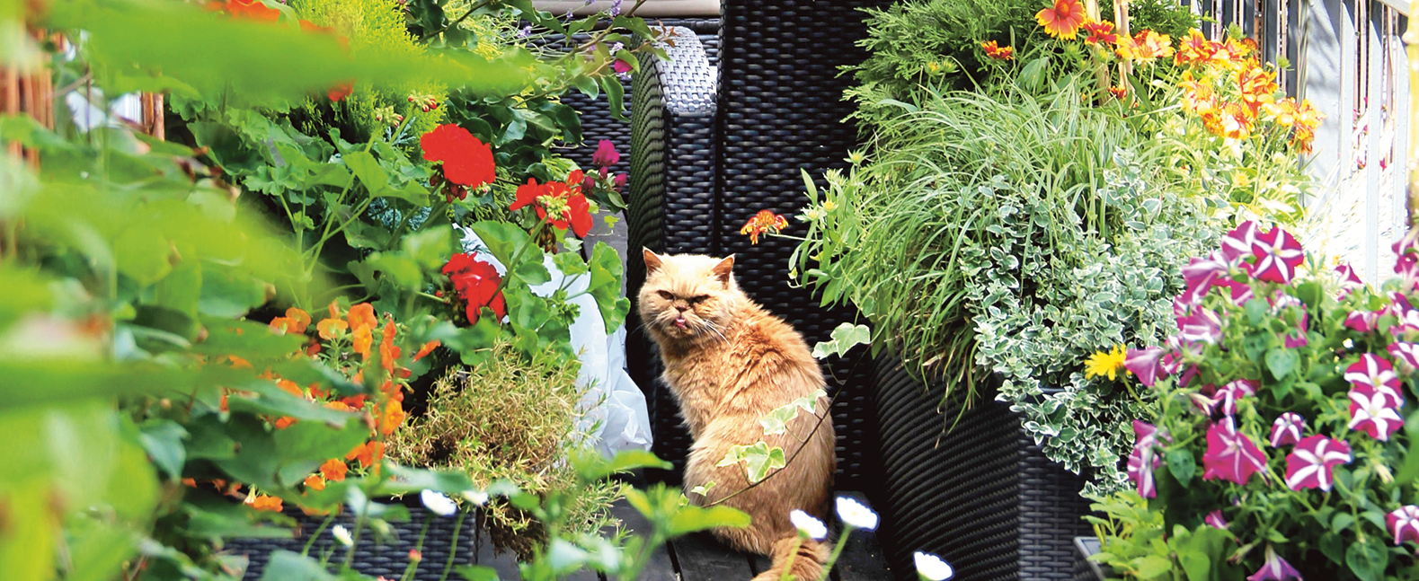 Balkon mit vielen Blumen und Pflanzen und einer Katze in der Mitte