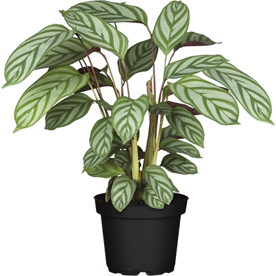 CALATHEA – KORBMARANTE