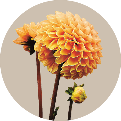 Dahlie