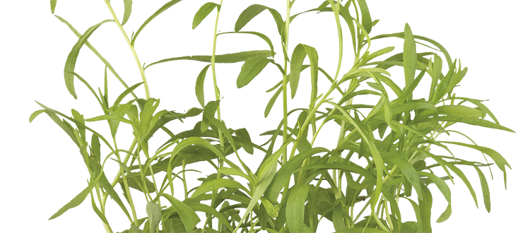 Estragon