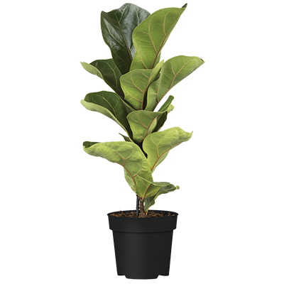 FICUS LYRATA – GEIGENFEIGE
