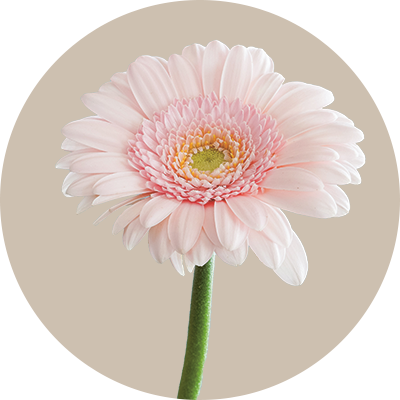 Gerbera