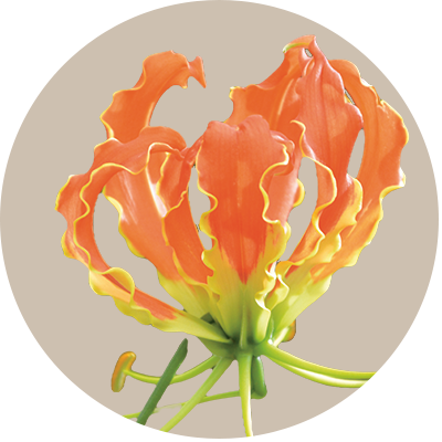 Gloriosa