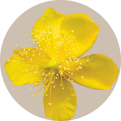 Hypericum