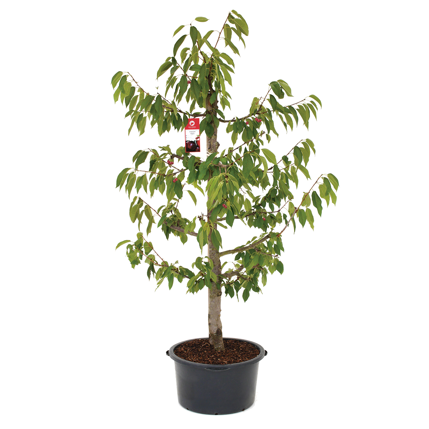 kleiner Kirschbaum