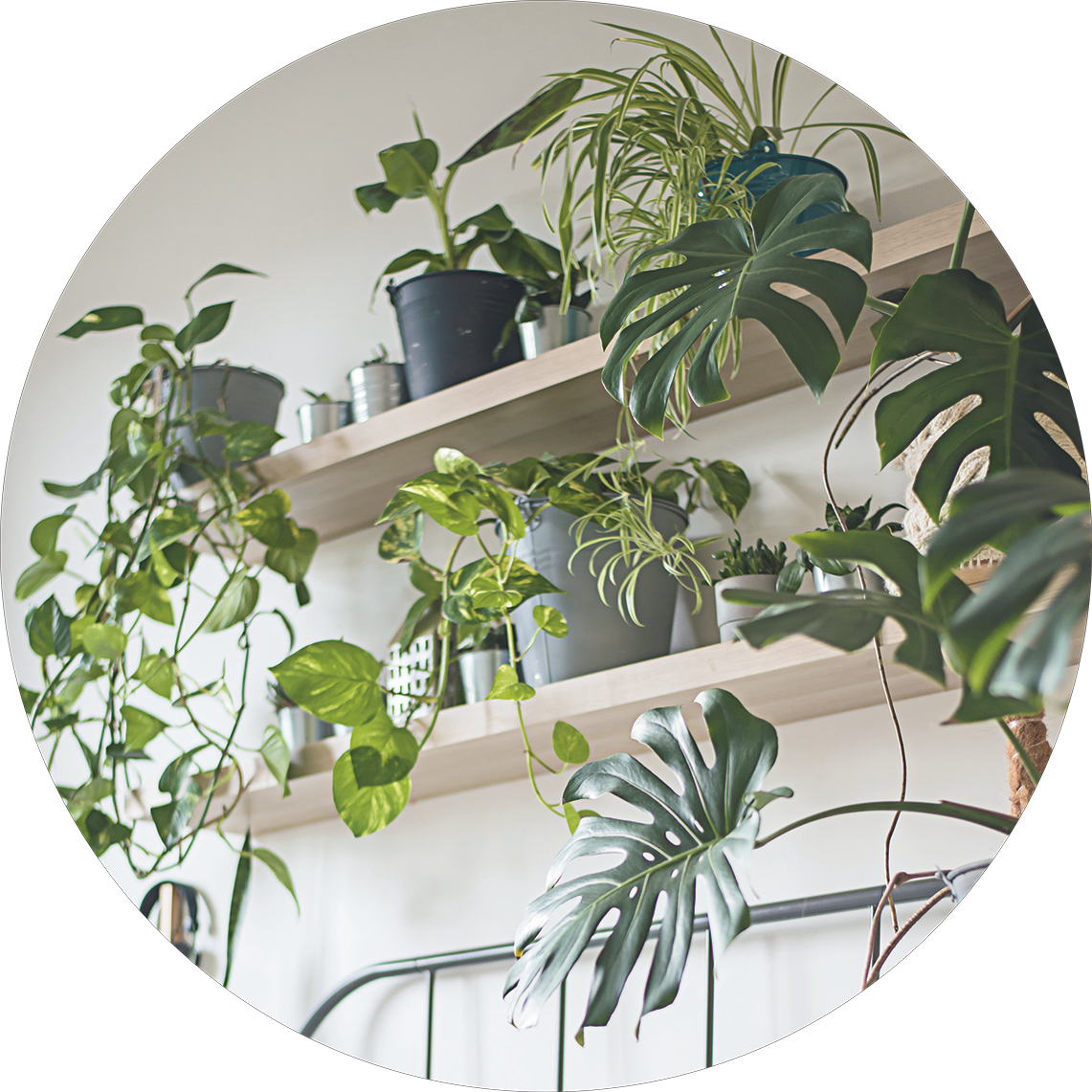 Monstera Pflanze in Schlafzimmer