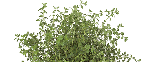 Oregano