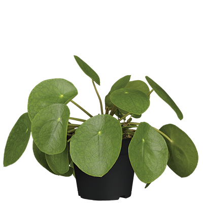 PILEA PEPEROMIOIDES – UFOPFLANZE