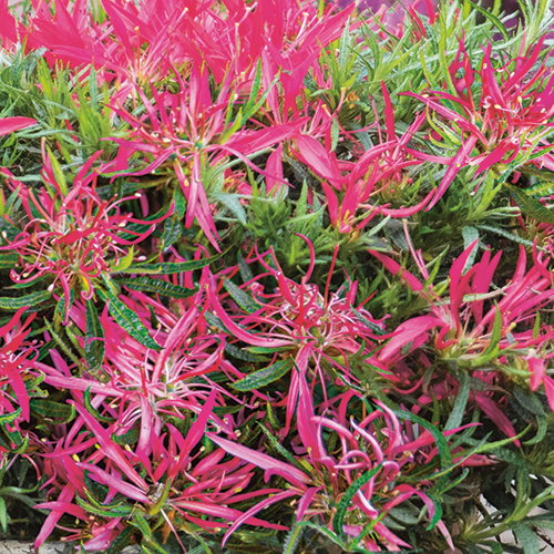 Azalee Rhododendron