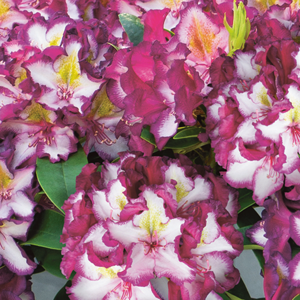 Rhododendron "Pushy Purple"