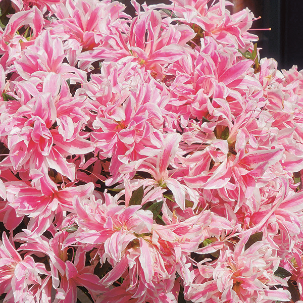 Pink Spider Rhododendron