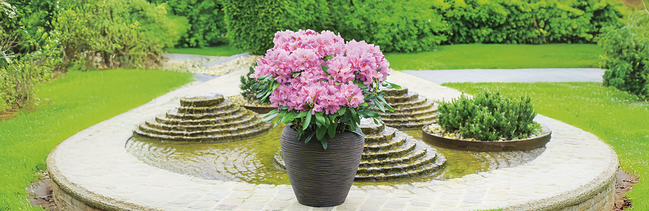 Rhododendron in einem Kübel in einem großen Garten