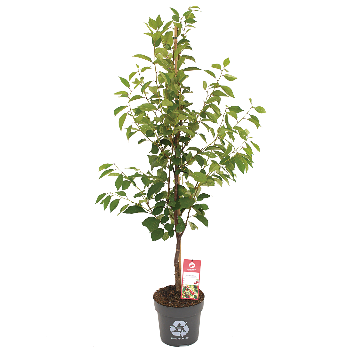 kleiner Sauerkirschbaum