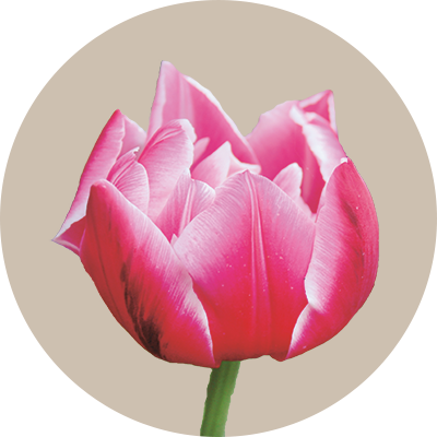 Tulpe