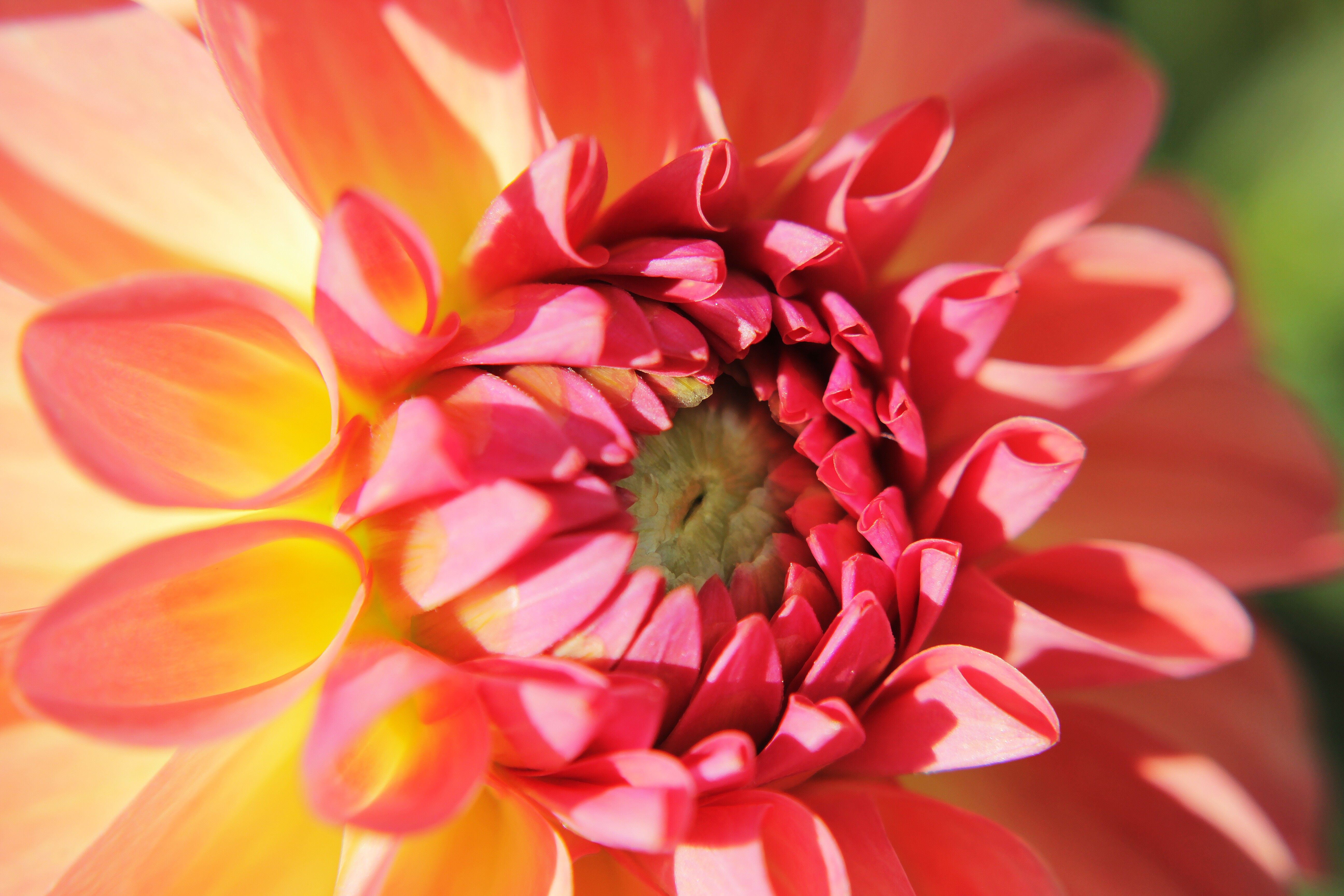 große dahlia