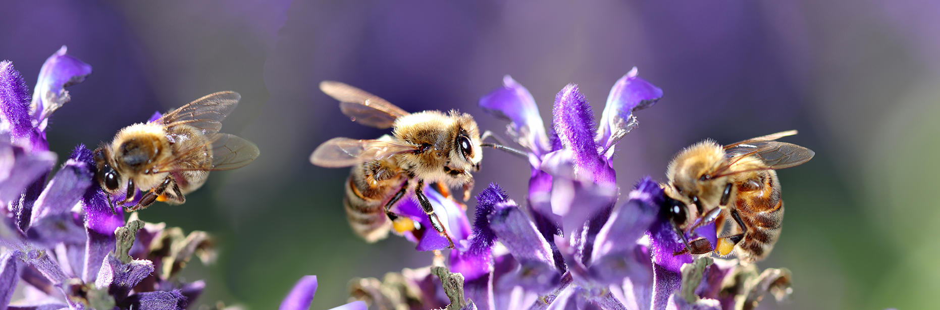 Bienen auf Blumen