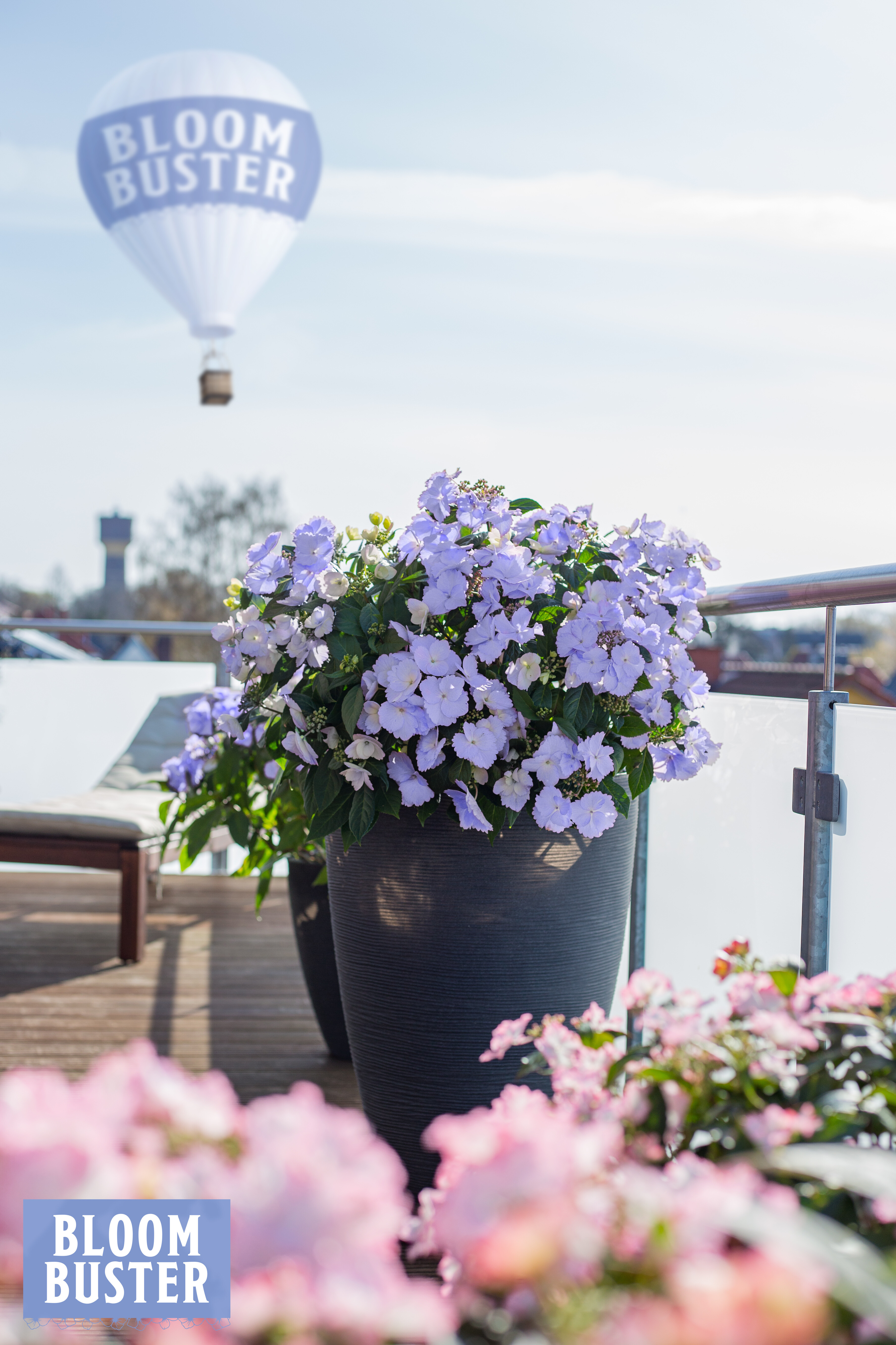 Bloombuster Hortensien in Blumentöpfen auf einer Terasse