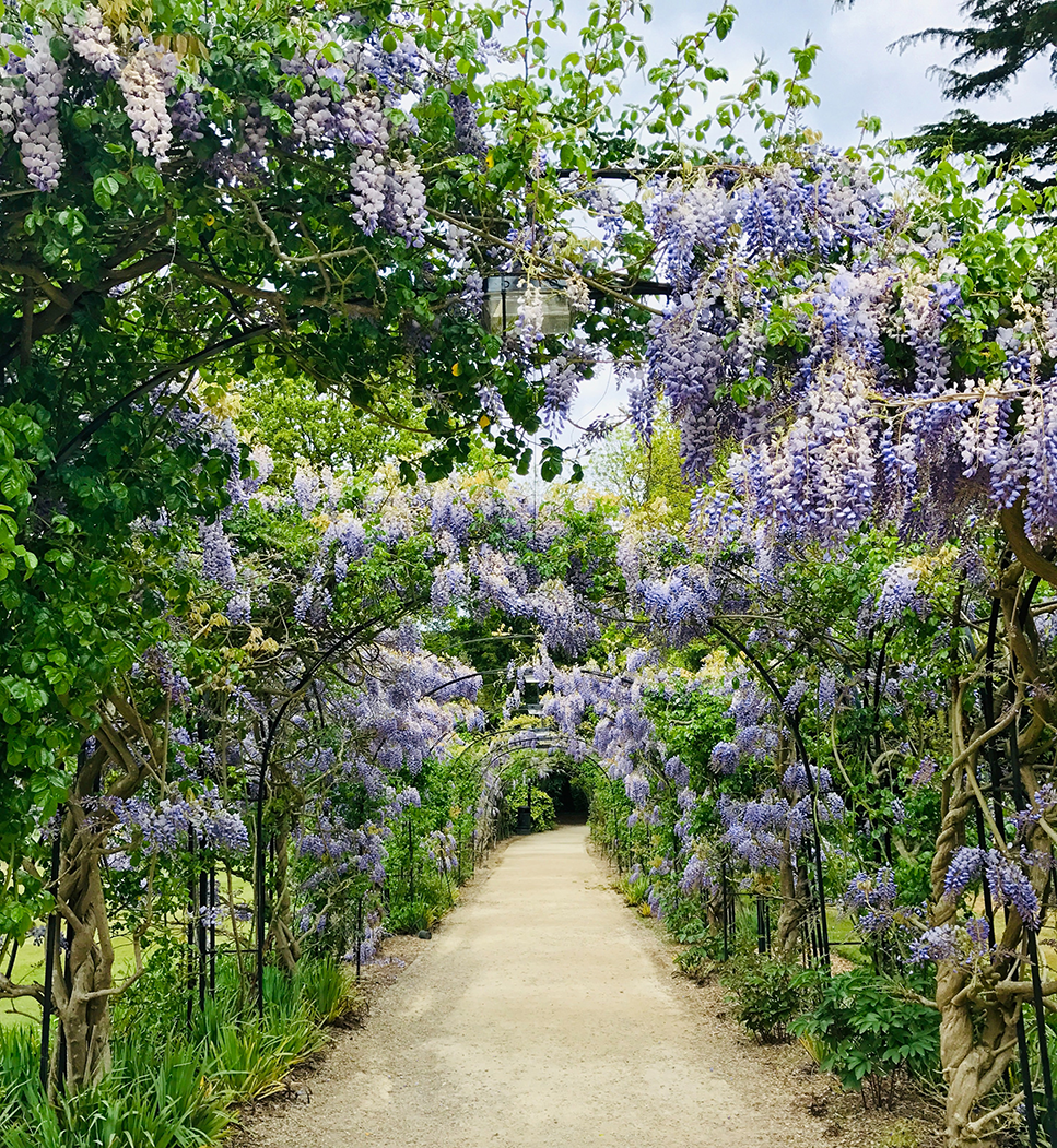 Weg mit lila farbenden Blumen