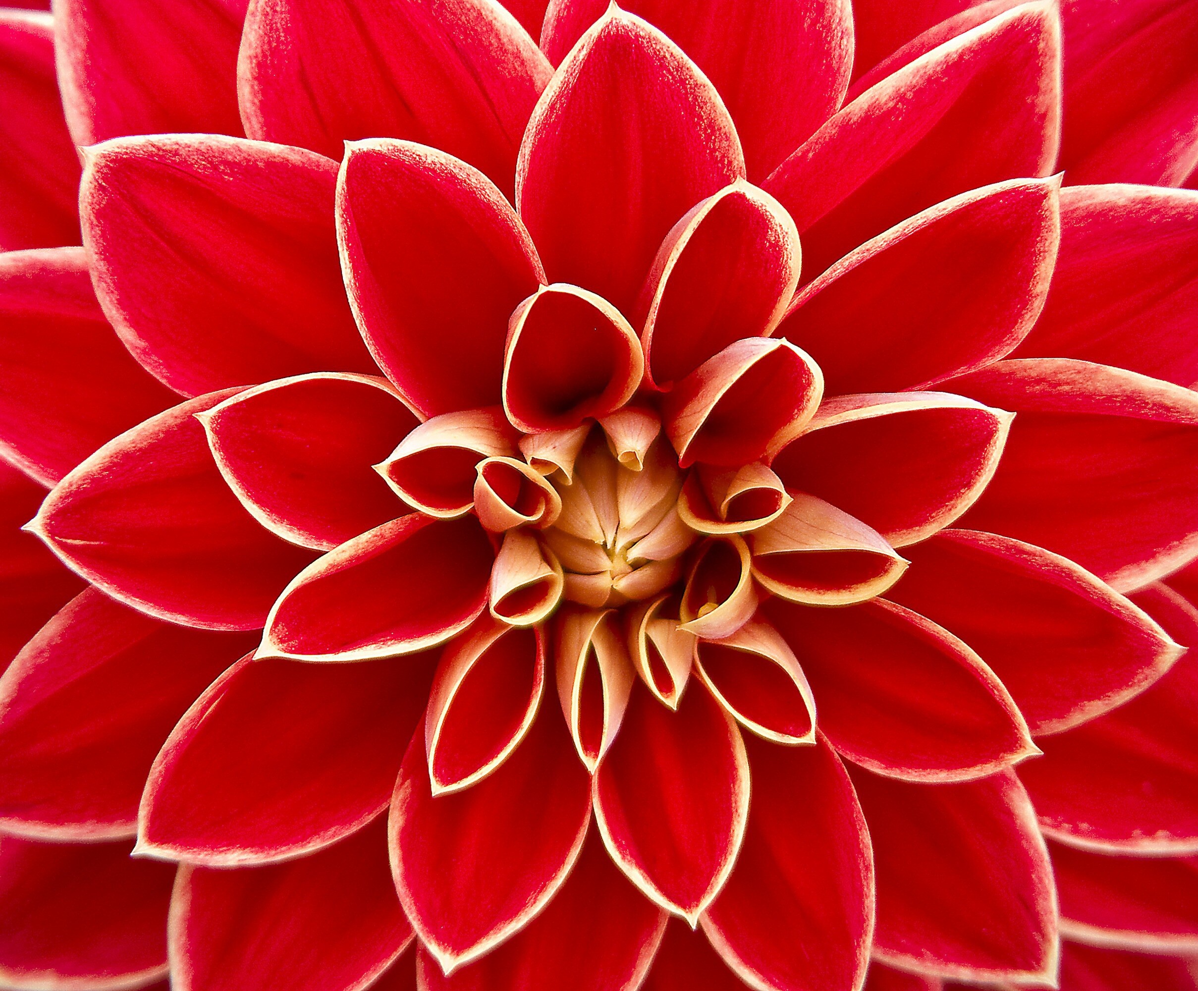große dahlia