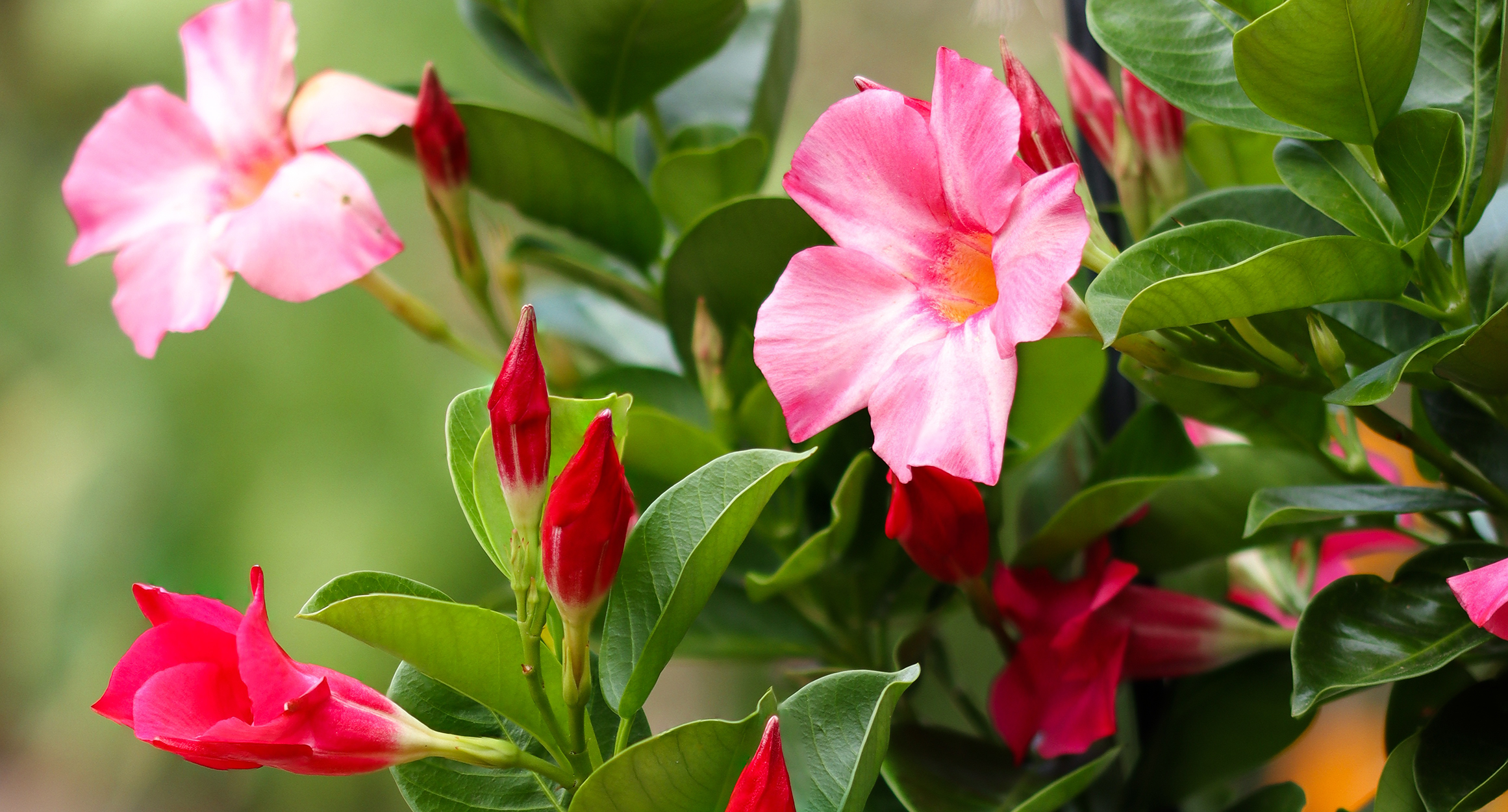 Nahaufnahme einer Geranienblüte an einem Busch