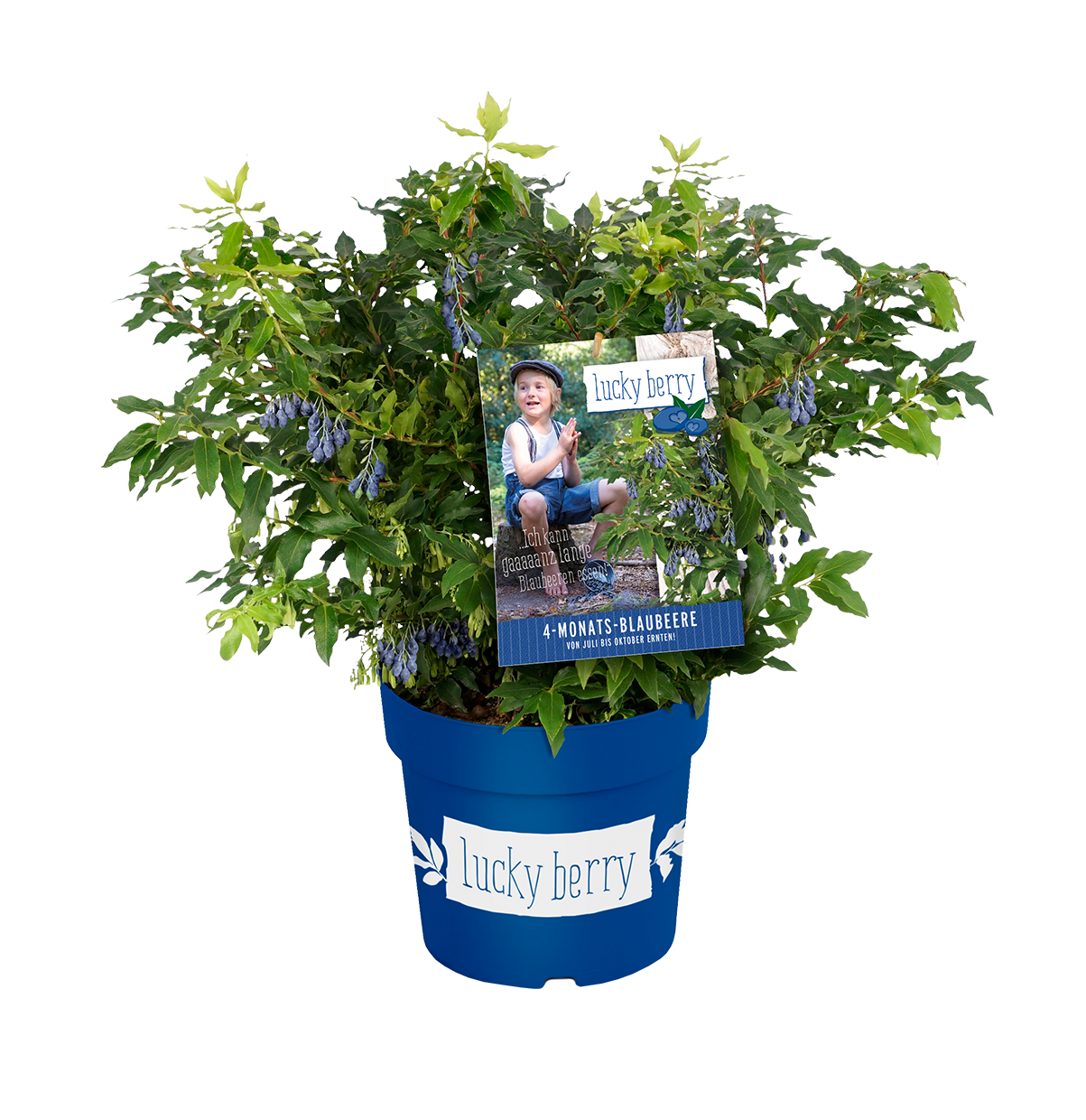 lucky berry 4-Monats-Blaubeere