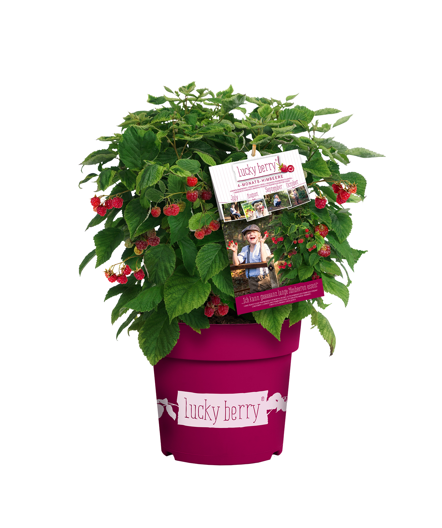 lucky berry 4-Monats-Himbeere