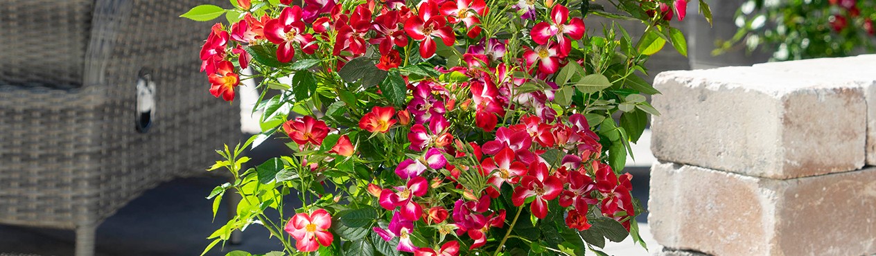 Rosy boom colour change blume