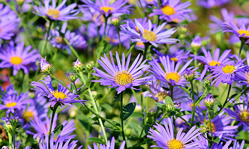 Aster