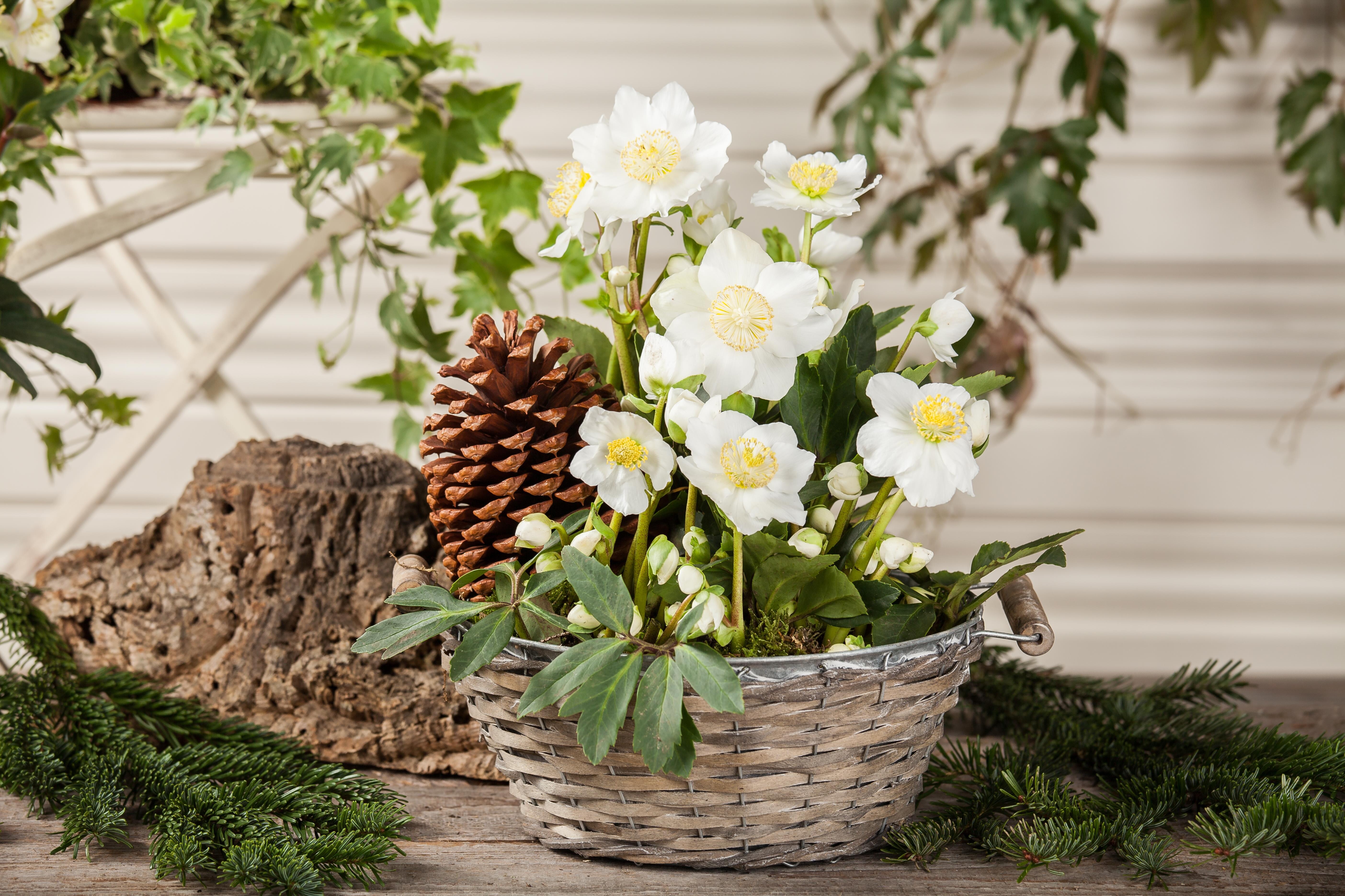 Ein Blumenkorb mit Christrose