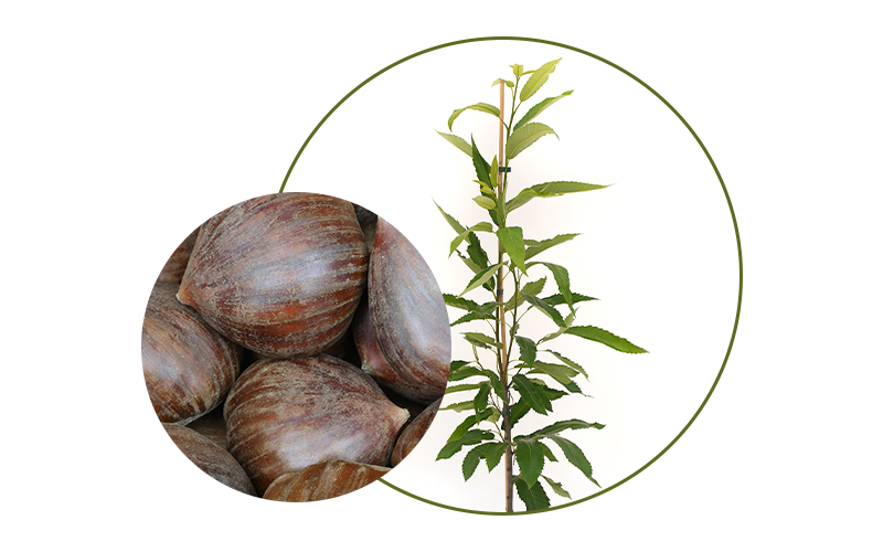 Esskastanie und der Baum