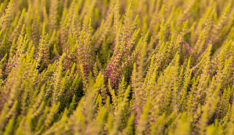 gelbe Sommerheide