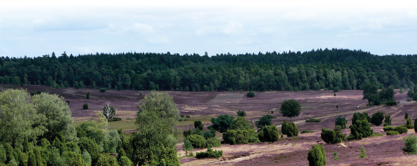Lüneburger Heide während der Blütezeit