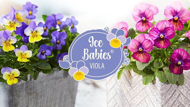 ice babies viola zwei verschiedene Blumen