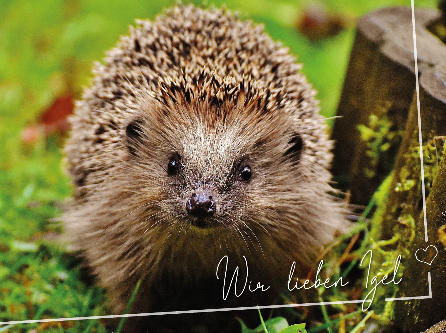 Igel mit der Aufschrift "Wir lieben Igel"