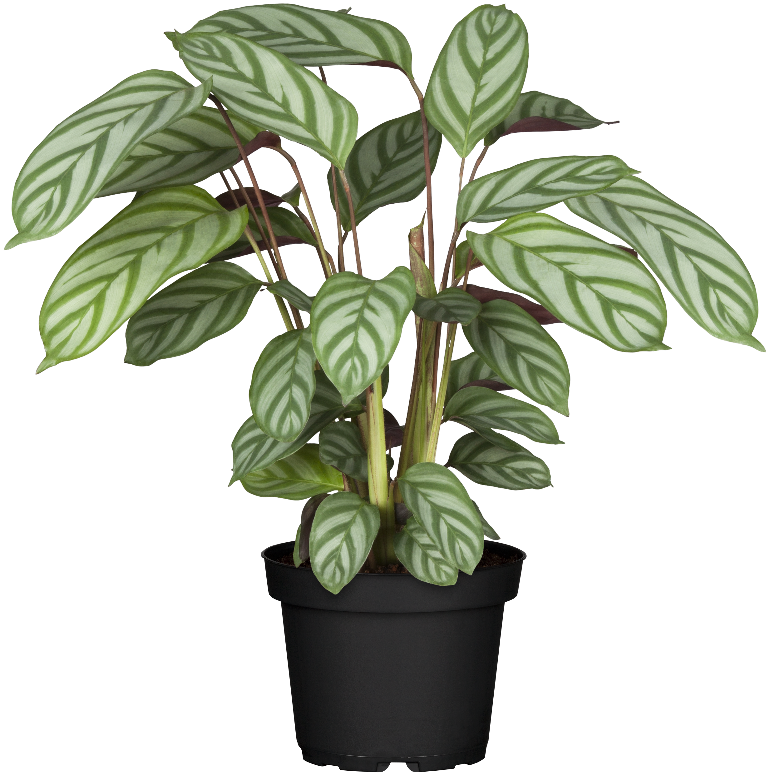 KORBMARANTE CALATHEA