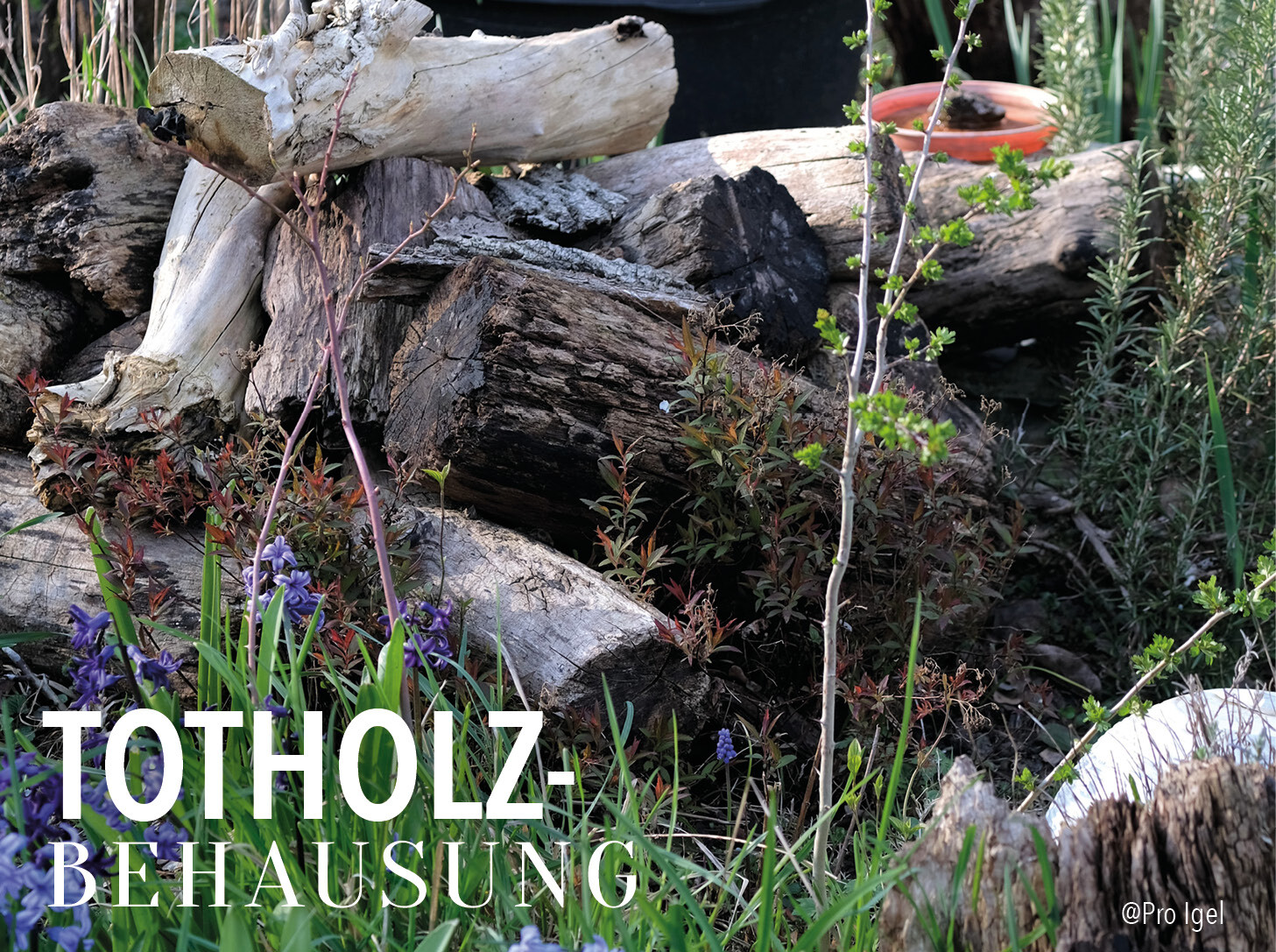 Ein Haufen aus totem Holz mit der Aufschrift "Totholzbehausung"