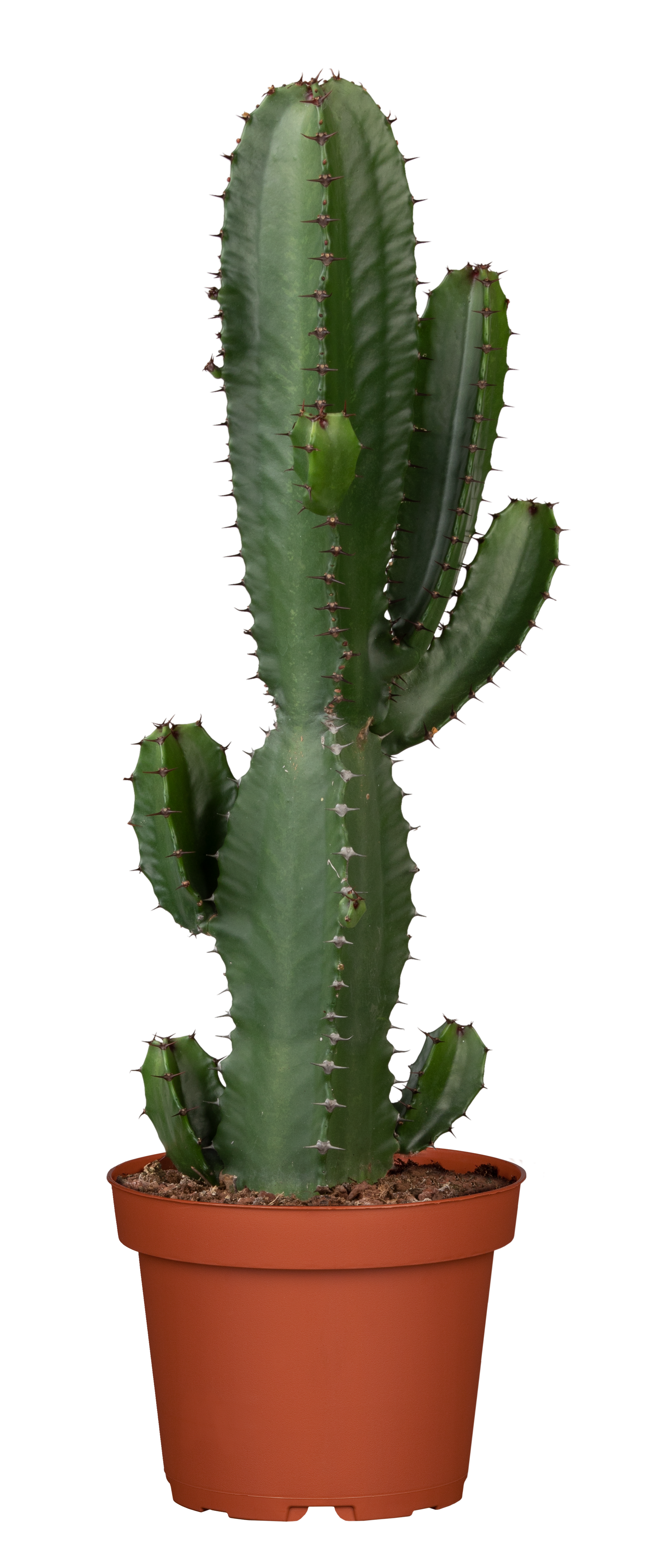 Säulenkaktus