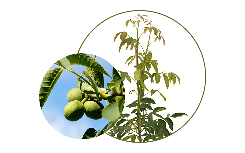 Walnussfrucht und der Baum