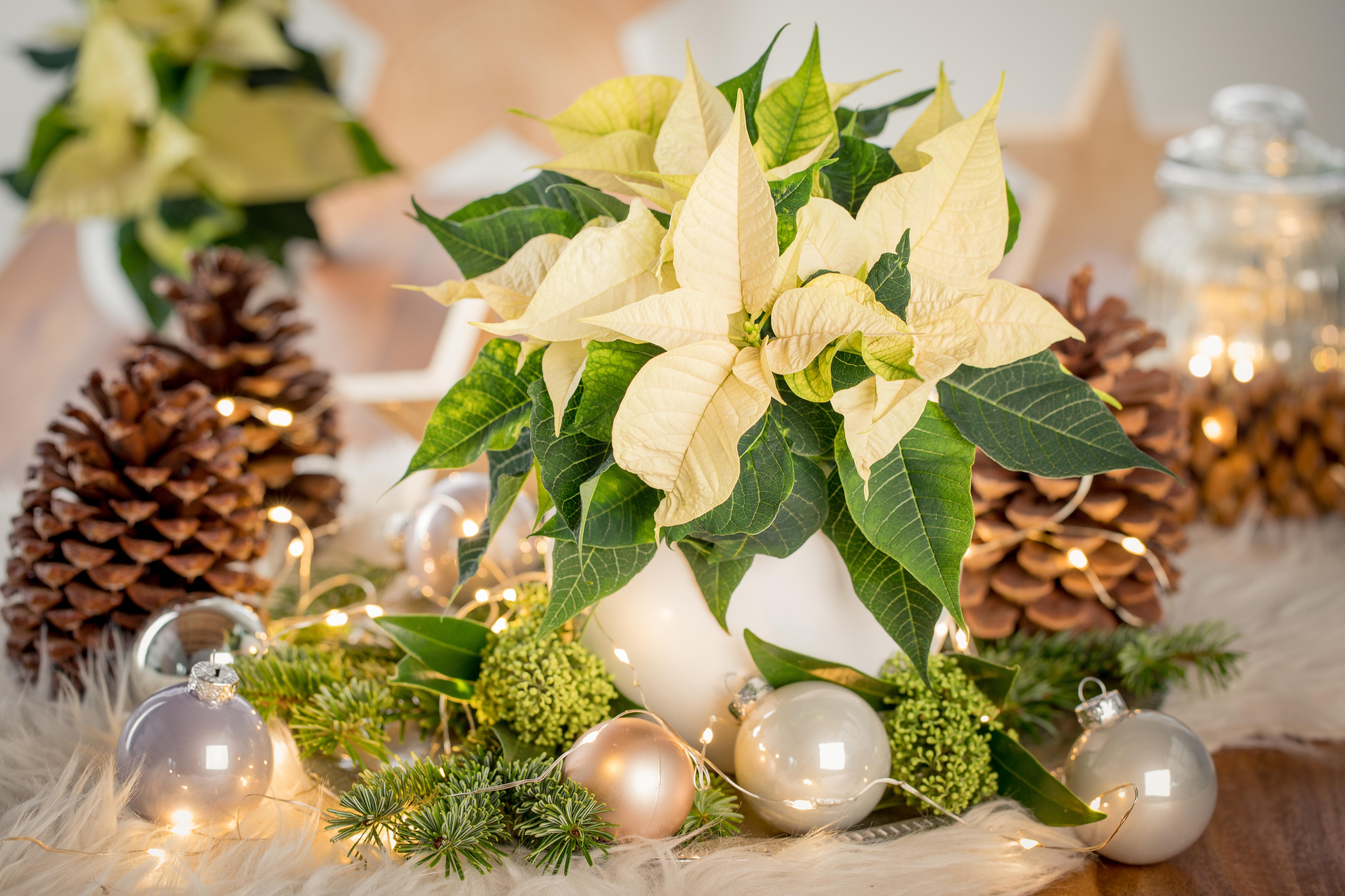 Weihnachtsdeko mit Weihnachtsstern