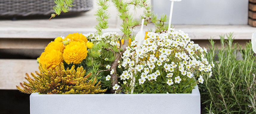 Frühling Mix Blumen