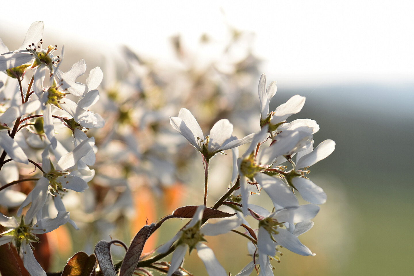 Birnenbaum
