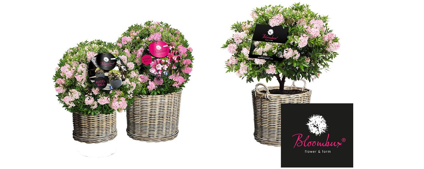 Bloombux
