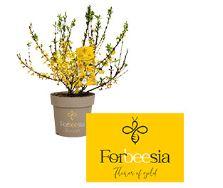Forbeesia