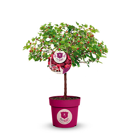 Himbeerbaum
