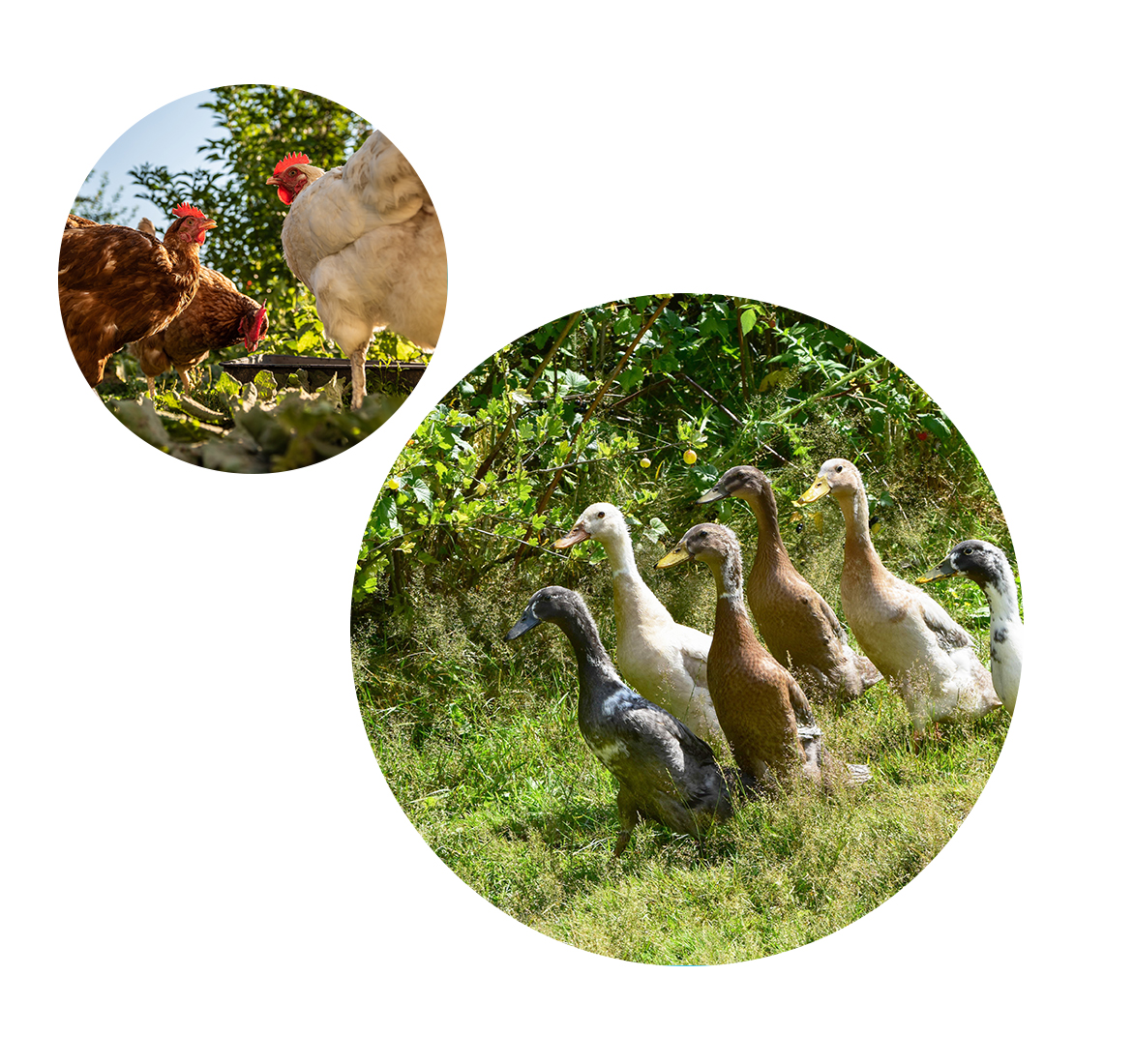 Hühner und Enten im Garten