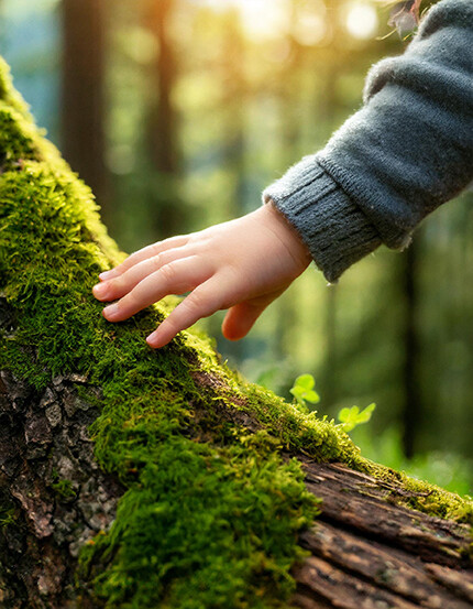 Kinderhand an Moosbedeckten Baum