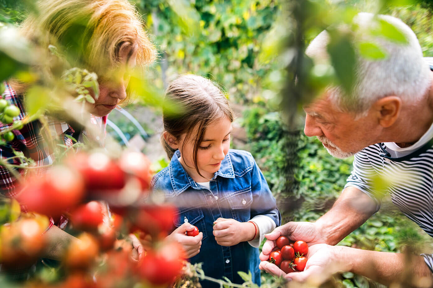 Selbstversorgung mit eigenen Tomatenanbau